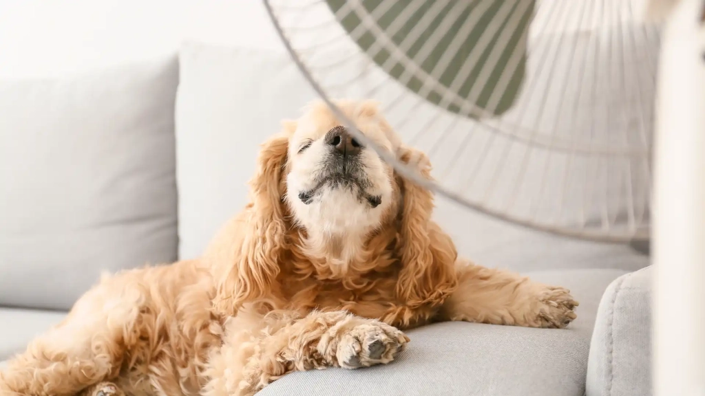 a fan in front of a dog